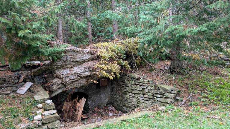 Mercato Saraceno, addio al pioppo monumentale della fonte di San Vicinio: dopo 200 anni l’immenso albero è crollato