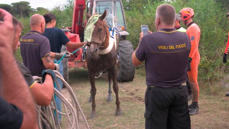 Ravenna, una cavalla cade nel canale davanti al puledrino: salvata dai vigili del fuoco - Gallery