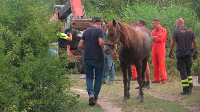 Ravenna, una cavalla cade nel canale davanti al puledrino: salvata dai vigili del fuoco - Gallery