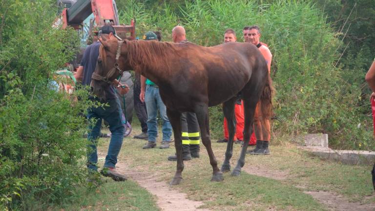 Ravenna, una cavalla cade nel canale davanti al puledrino: salvata dai vigili del fuoco - Gallery