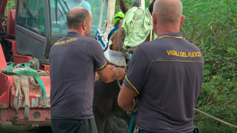 Ravenna, una cavalla cade nel canale davanti al puledrino: salvata dai vigili del fuoco - Gallery