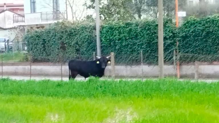 Toro da monta in fuga nelle campagne di Cesena, travolto e ucciso VIDEO