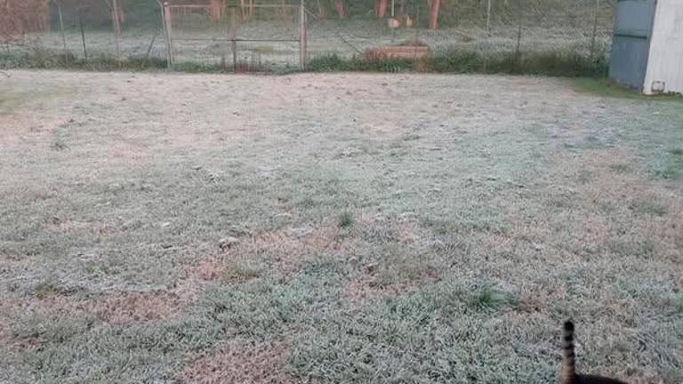 Il giardino del gattile comunale come si presentava ieri, con una coltre bianca di ghiaccio a causa del freddo