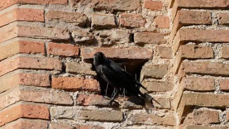 Rimini. Aghi nelle buche delle mura: «Toglierli, uccidono i colombi»