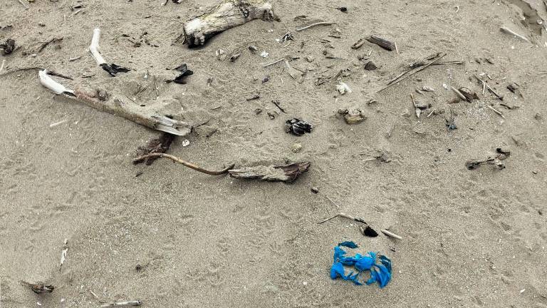 I volontari per la difesa del fratino a Cervia e Ravenna: “Meglio non organizzare pulizie della spiaggia durante la nidificazione”