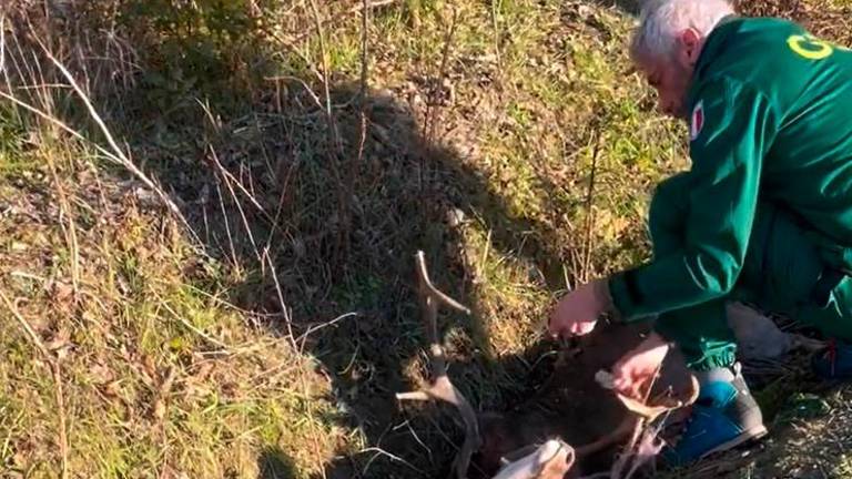 Ravenna, due daini intrappolati da corde e plastica in un fosso: uno muore, l’altro viene liberato VIDEO