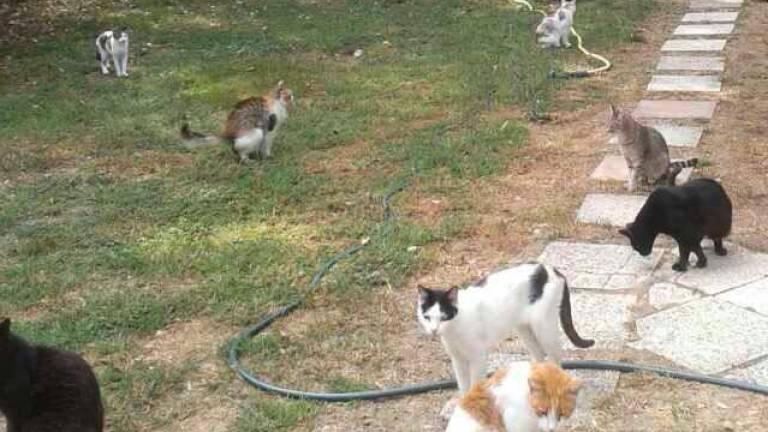 In arrivo il gattile a Rimini