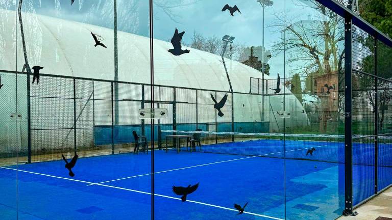 Gli uccelli sbattono sulle barriere di vetro dei campi da padel: ecco gli adesivi anti-volatili a Rivazzurra - Gallery