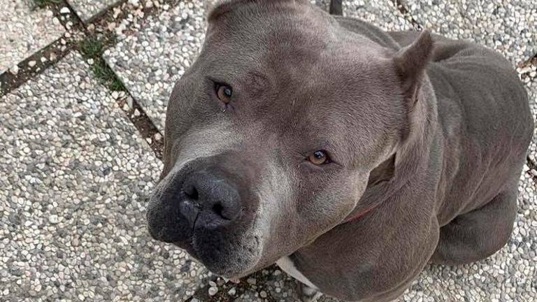 Rimini, X è malata ma ha trovato una famiglia: la favola di Natale di una tenera American Bully