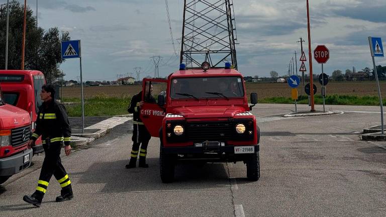 Toro da monta in fuga nelle campagne di Cesena, travolto e ucciso VIDEO