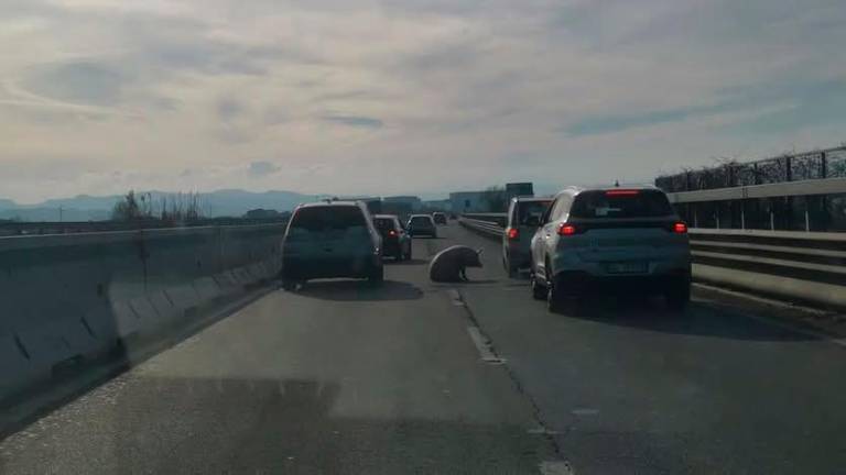 Pericolo per due maiali in strada sulla E45 a Cesena VIDEO