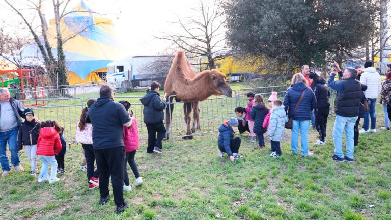 Imola, «No al circo con gli animali in città» oggi pomeriggio scatta la protesta