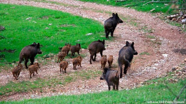 Alluvione, l’Enpa: «Fermate la caccia per dare tregua agli animali e per evitare “incidenti”»