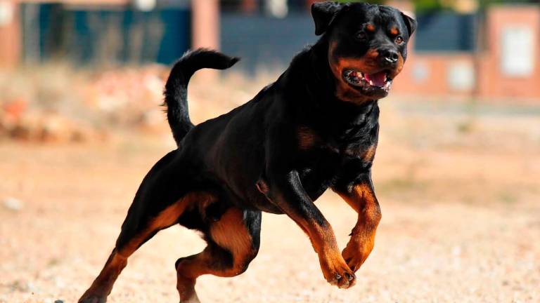 Un esemplare di Rottweiler (archivio)