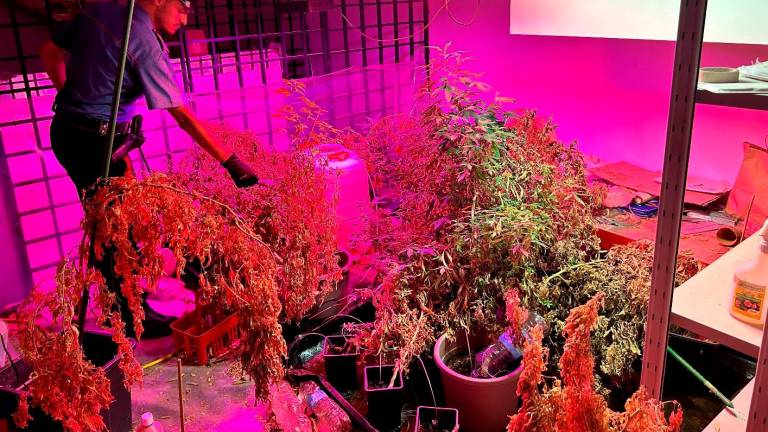 Faenza, nell’appartamento in centro una maxi-serra con 60 piante di marijuana: 39enne arrestato