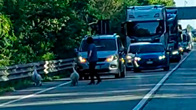 Coppia di cigni “a spasso” sulla statale, traffico bloccato sulla Romea alle porte di Ravenna VIDEO
