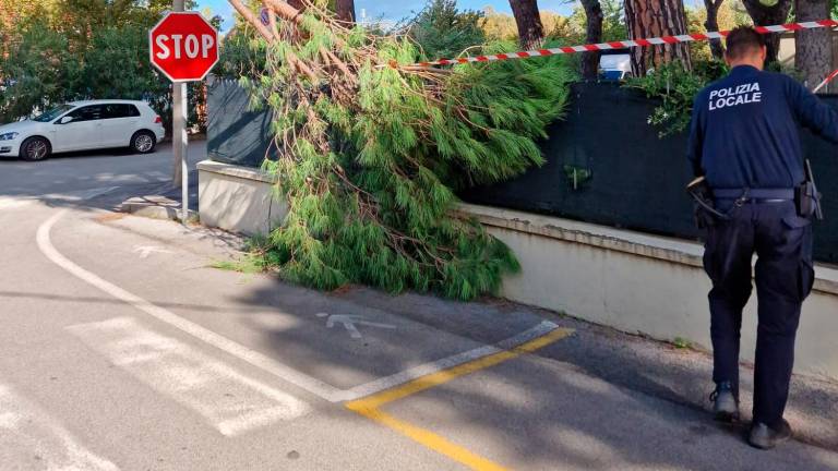 Riccione, vento forte: crolla un pioppo in un box del canile, cade un pino in viale Dante - Gallery