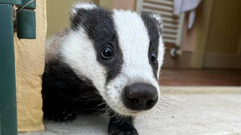 Dal piccolo tasso al cucciolo di istrice: una lunga storia di animali salvati per il Cras Rimini - Gallery