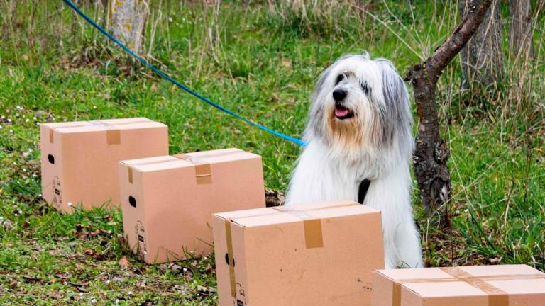 Riccione, gara di fiuto dei cani domenica 1 dicembre al parco urbano