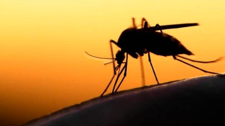 Rimini, virus West Nile: il sindaco firma l’ordinanza