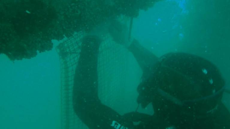 Ostrica piatta, da Riccione a Casteldimezzo in Adriatico si ricostruiscono i reef GALLERY