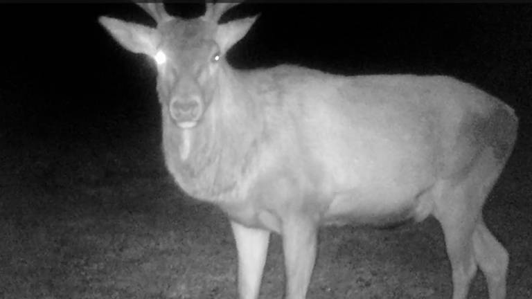 Il cervo sale sul Monte Fumaiolo e si mette... in posa davanti alla webcam VIDEO