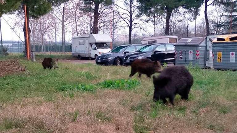 Cinghiali tra le case a Cesena: abbattuto un esemplare, due sono scappati