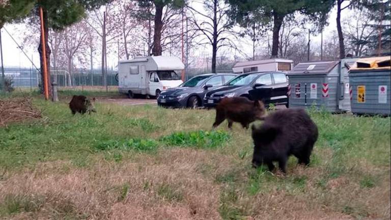 Cinghiali nel parco della parrocchia: per l’abbattimento a Cesena, esposto contro la Polizia provinciale