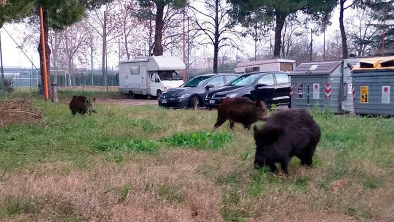 I cinghiali vicino al campo sportivo del Fiorenzuola