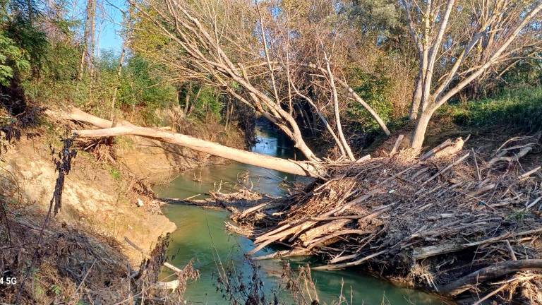 Il materiale legnoso sul fiume vicino a via Olimpio Foschi