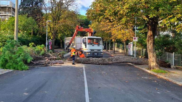 Riccione, cade un pino. L’assessore: «Patrimonio verde troppo a lungo trascurato»