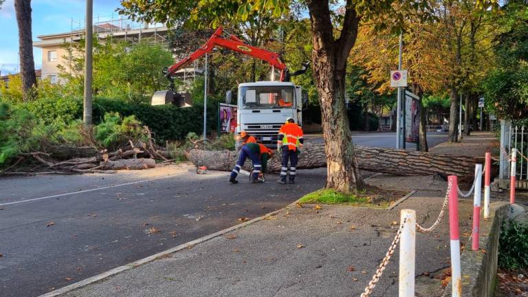 Riccione, cade un pino. L’assessore: «Patrimonio verde troppo a lungo trascurato»