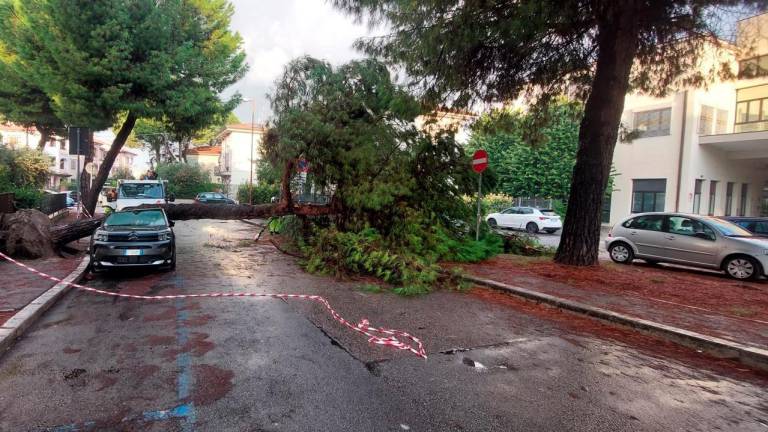 L’albero caduto sull’auto