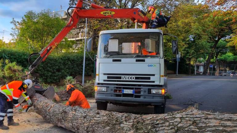 Riccione, cade un pino. L’assessore: «Patrimonio verde troppo a lungo trascurato»