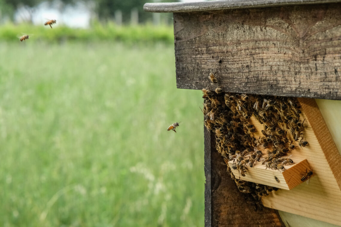 Libere api in liberi prati biodiversi, miele in favo di Fatevobees